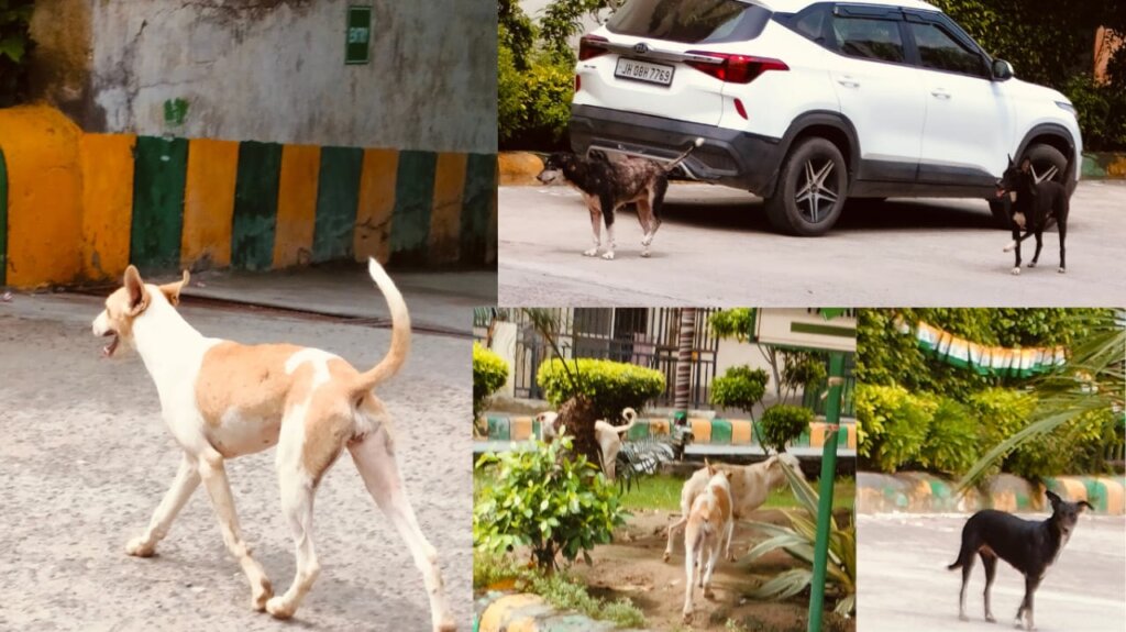 Delhi Stray Dogs : सुप्रीम कोर्ट का स्ट्रे डॉग्स पर बड़ा फैसला / विवाद, चुनौतियाँ और समाधान